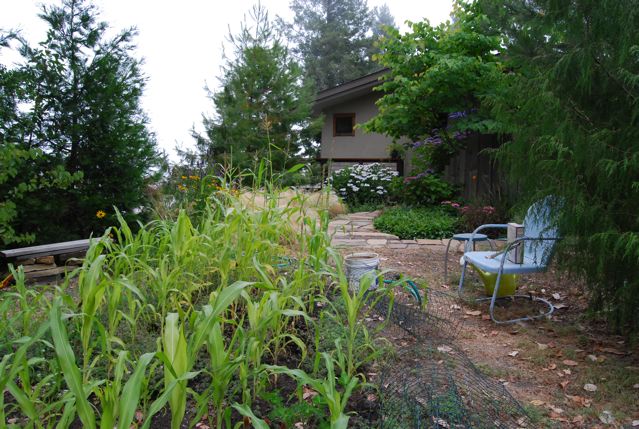 CORN FIELD