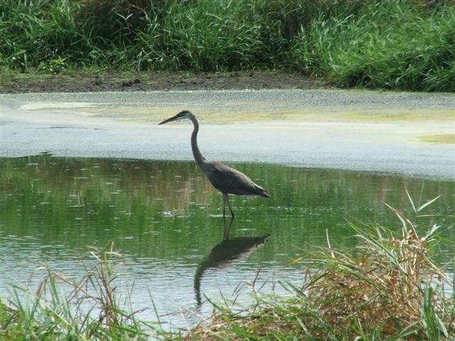 Great Blue, 2005