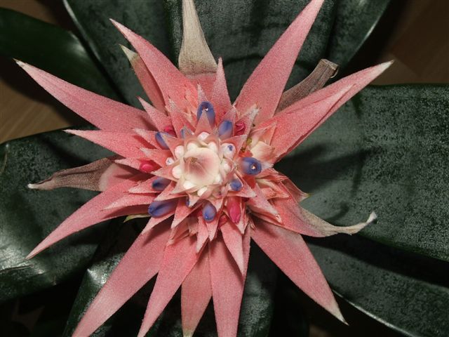 Bromeliad, 2007