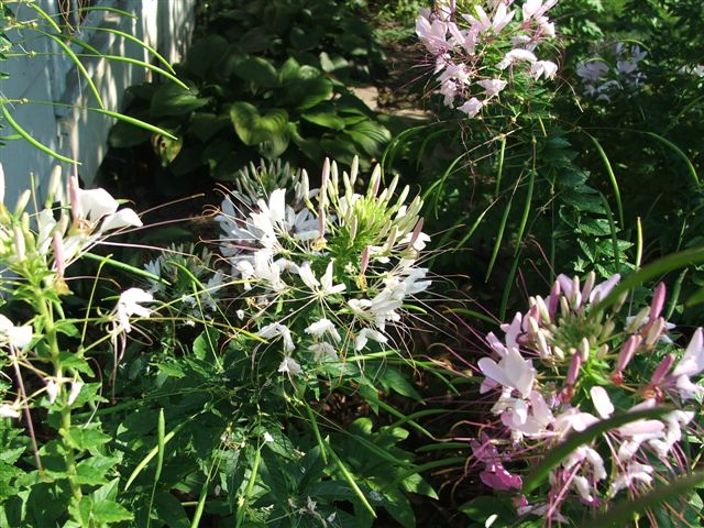 Cleome, 2007