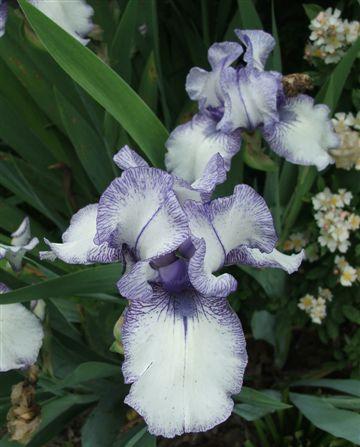 Iris, 2006