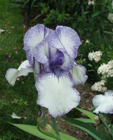 Iris, 2006