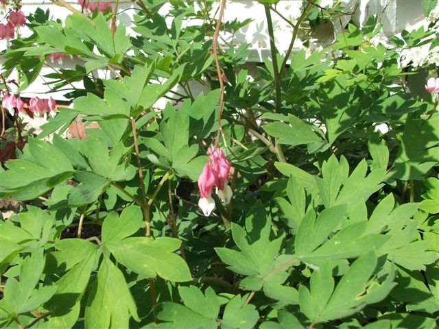 2 Bleeding Hearts, 2008