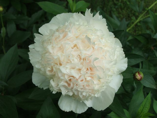 Peony, 2006