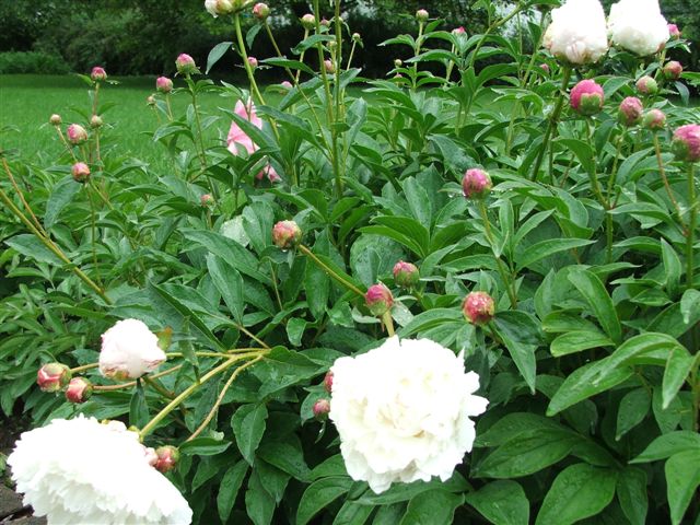 Peonies, 2010