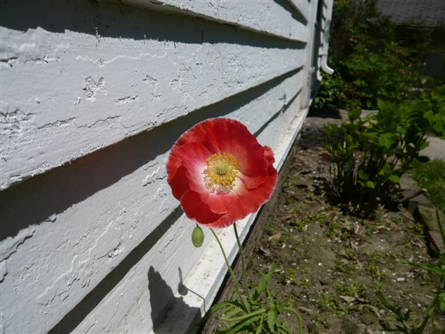 Poppy, 2009