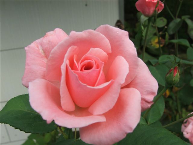 Rose, 2005