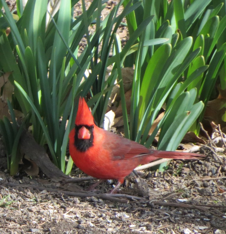 Rooster Cardinal, 2012