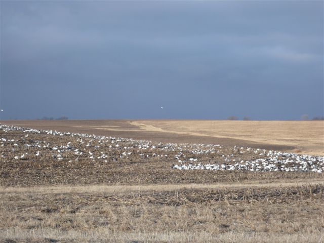 Snow Geese from Route 127, January 2011