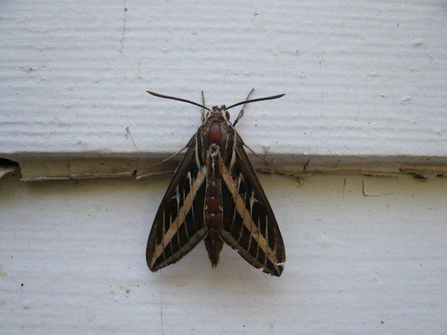 Sphinx Moth, July 2012