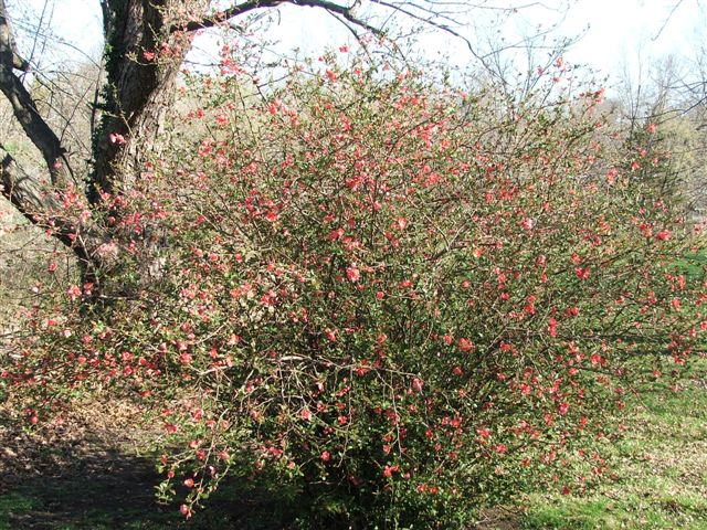 Spring 2006, Fire in the Bush