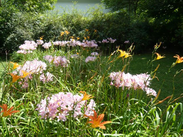 Surprise Lilies 2009, Take One