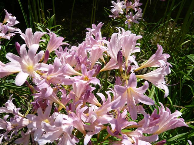 Surprise Lilies 2009, Take Two