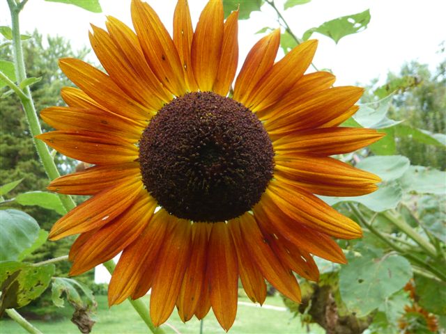 Sunflower, 2008