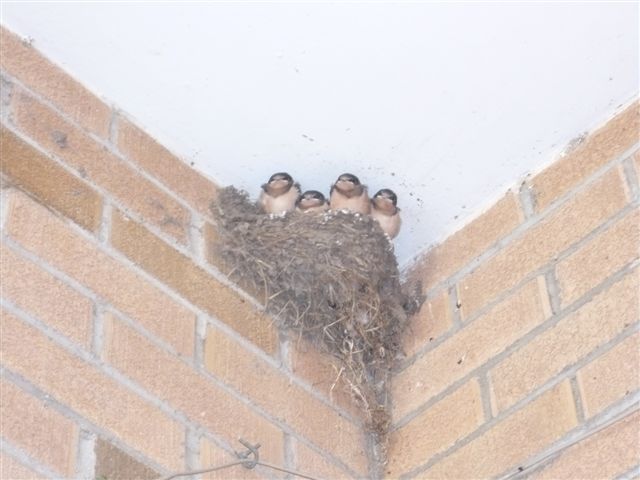 Swallow Babies, 2009