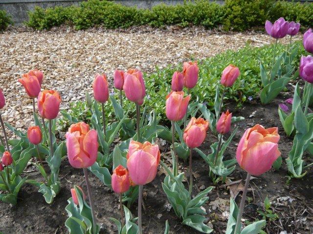 Missouri Valley College Tulips, Orange, 2011