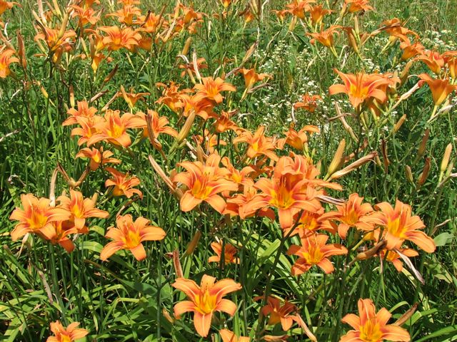 Wild Flowers, 2007, Take Three