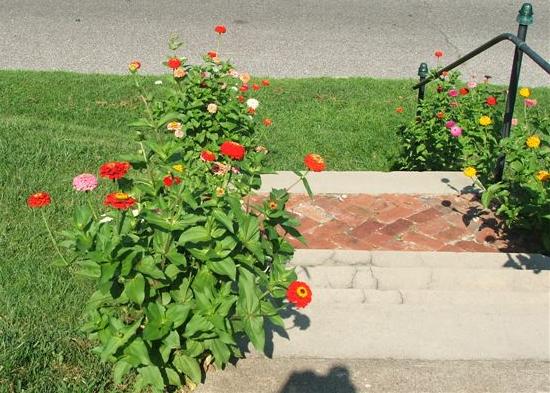 Summer 2007, Happy Zinnias