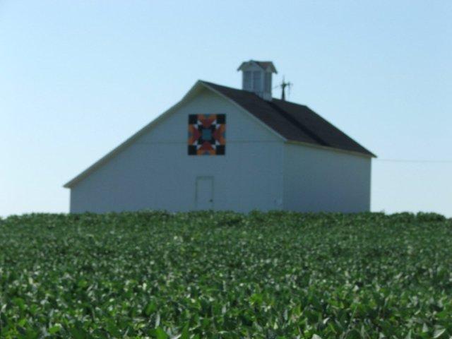 Indian Maize, 2011