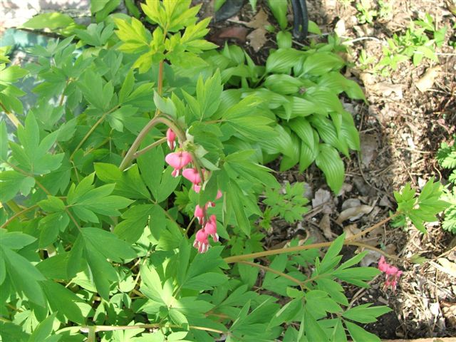 Bleeding Heart