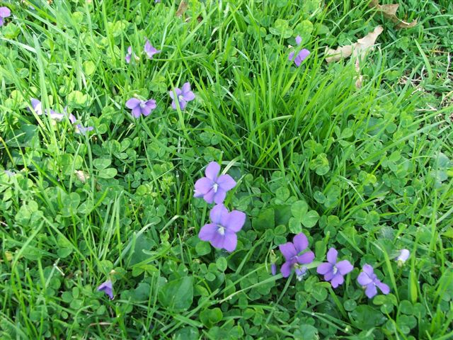 Violets, Take Two