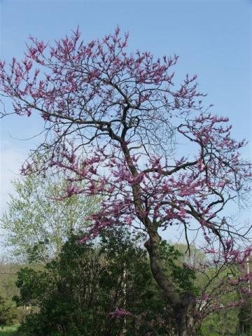 Redbuds, Take Three