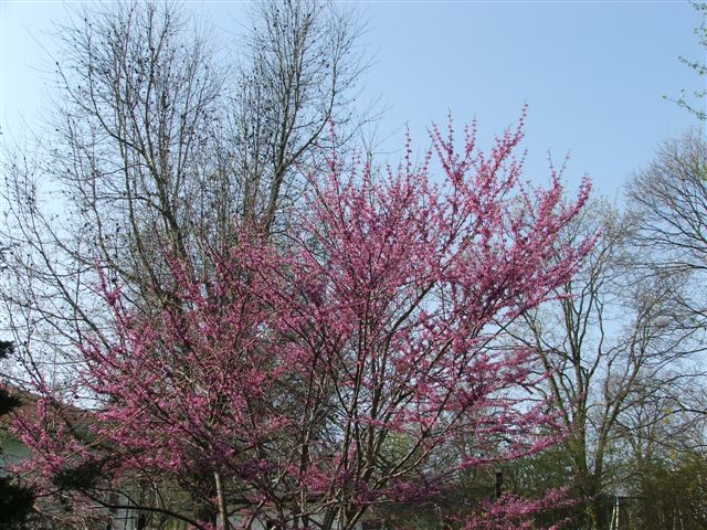 Redbuds, Take Two