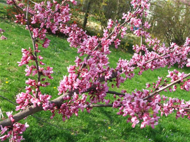 Redbuds, Take One