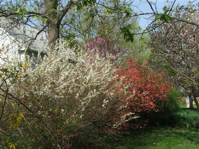 Spirea, Fire in the Bush